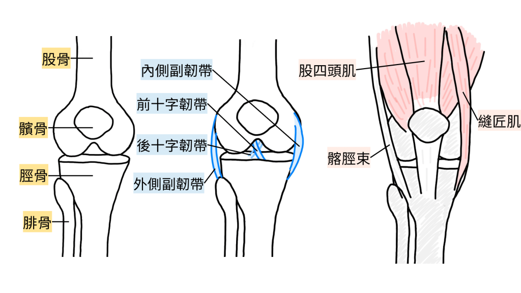 膝關節解剖