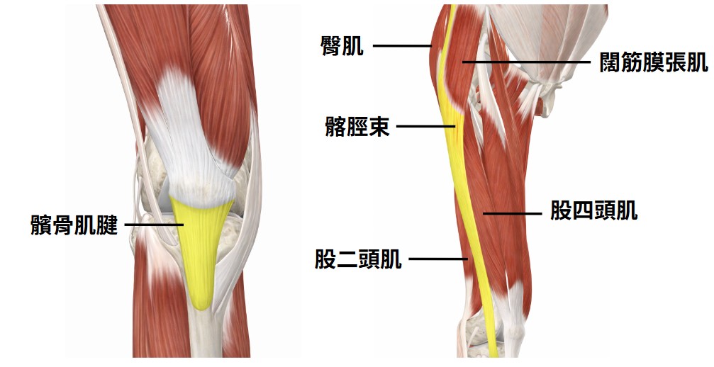 髕骨肌腱、髂脛束